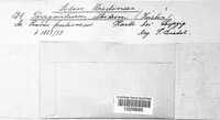 Kuehneola uredinis image